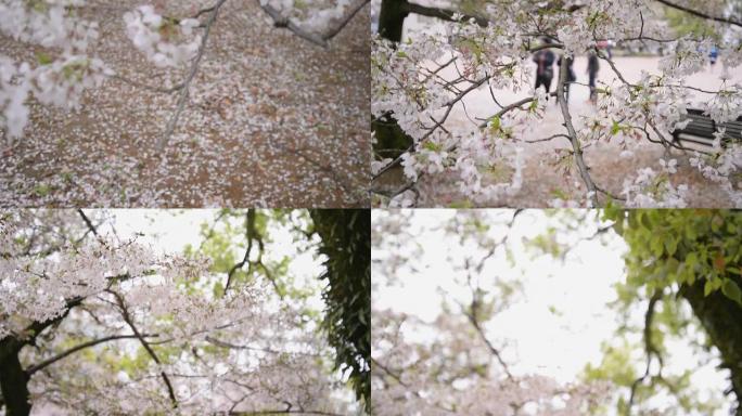 高清：粉红色季节的日本，樱花公园