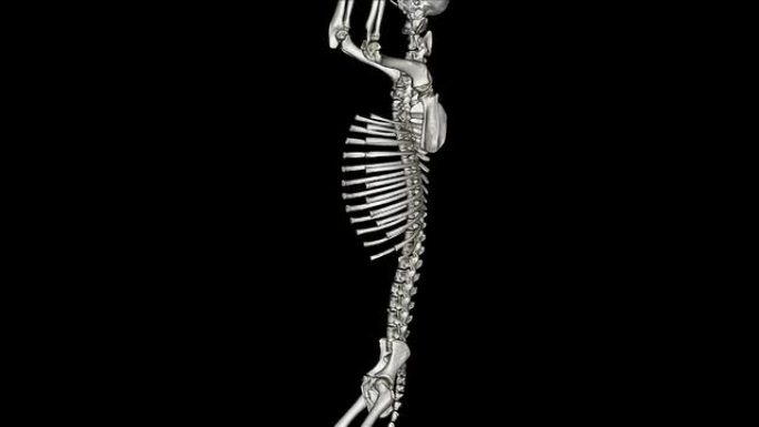 狗骨架狗骨架动物脊椎