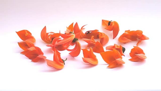 杂种柚木花落下柚木花