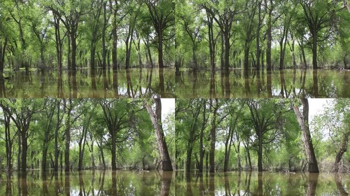 高清视频淹没了科罗拉多州查特菲尔德州立公园的棉花林