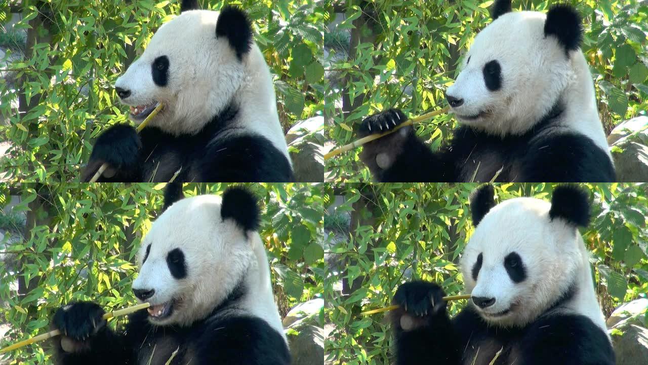 熊猫可爱搞笑熊猫吃竹子