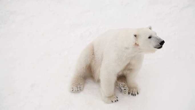 北极熊白熊凶猛动物