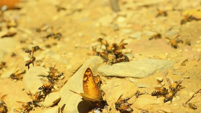 摇摄：一群蝴蝶和蜜蜂在小树下工作