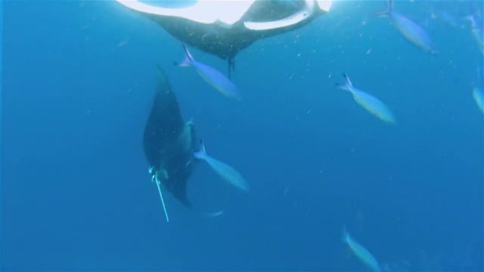 马尔代夫捕食浮游生物的蝠鲼