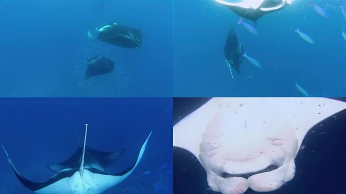 马尔代夫捕食浮游生物的蝠鲼