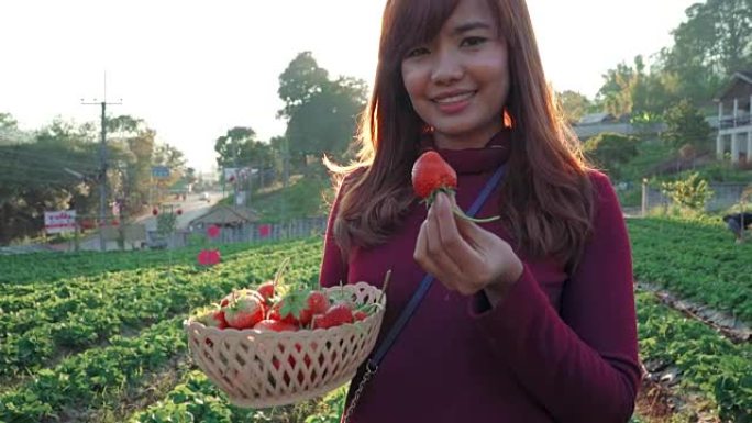 在农场采摘草莓的妇女