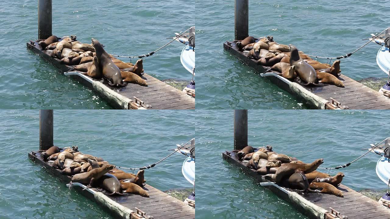 海狮海狮野生动物