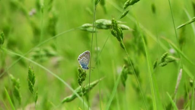 蝴蝶在风中摇曳在田野上的香草