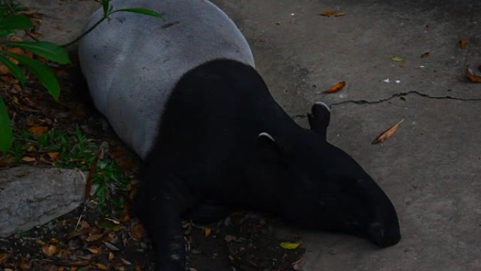 tapir素材