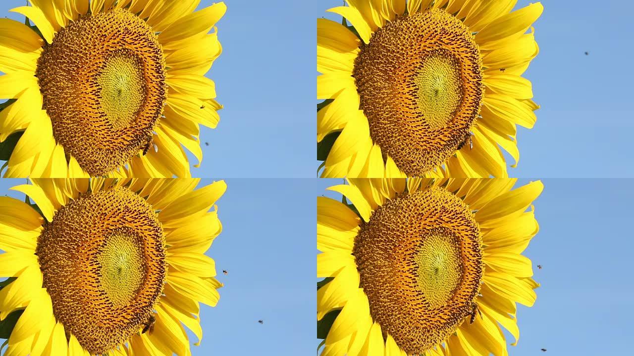 蜜蜂在向日葵上吃心皮雌蕊
