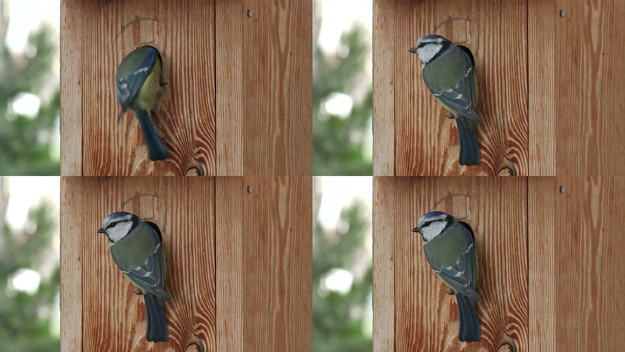 蓝色山雀人工巢穴生态环境鸟类小鸟