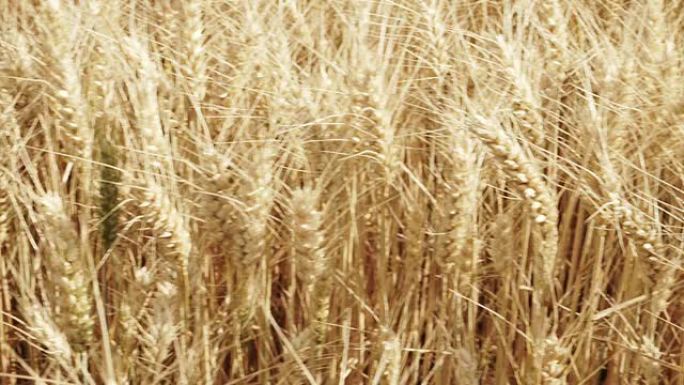 黄金大麦在风中摇曳的特写
