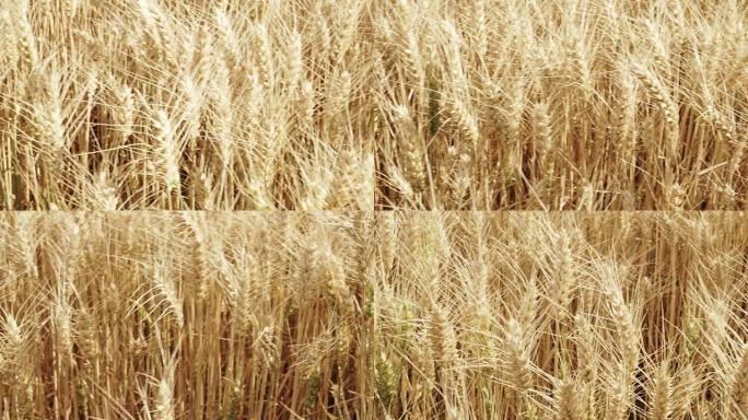 黄金大麦在风中摇曳的特写