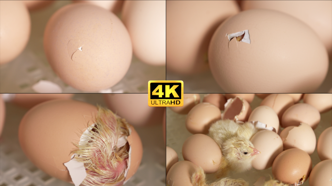 鸡蛋孵化 小鸡出壳全过程