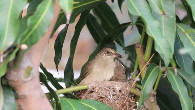 母鸟喂养食物树枝上鸟巢小鸟鸟窝哺育野生动