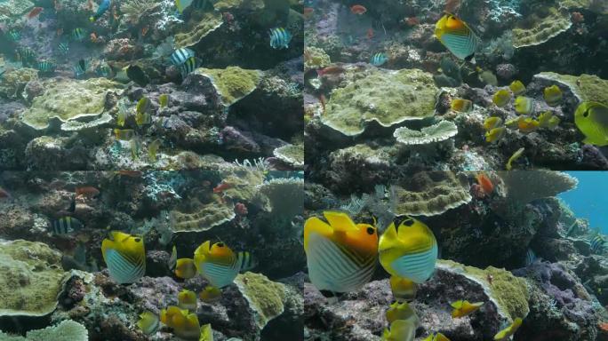 在珊瑚礁 (4K) 中大量以海藻为食的珊瑚鱼