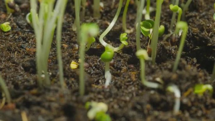 特写时间推移：绿豆芽最初生长在土壤中