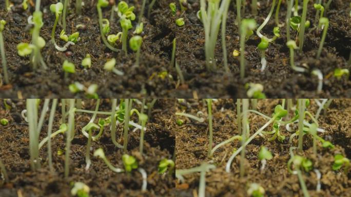 特写时间推移：绿豆芽最初生长在土壤中