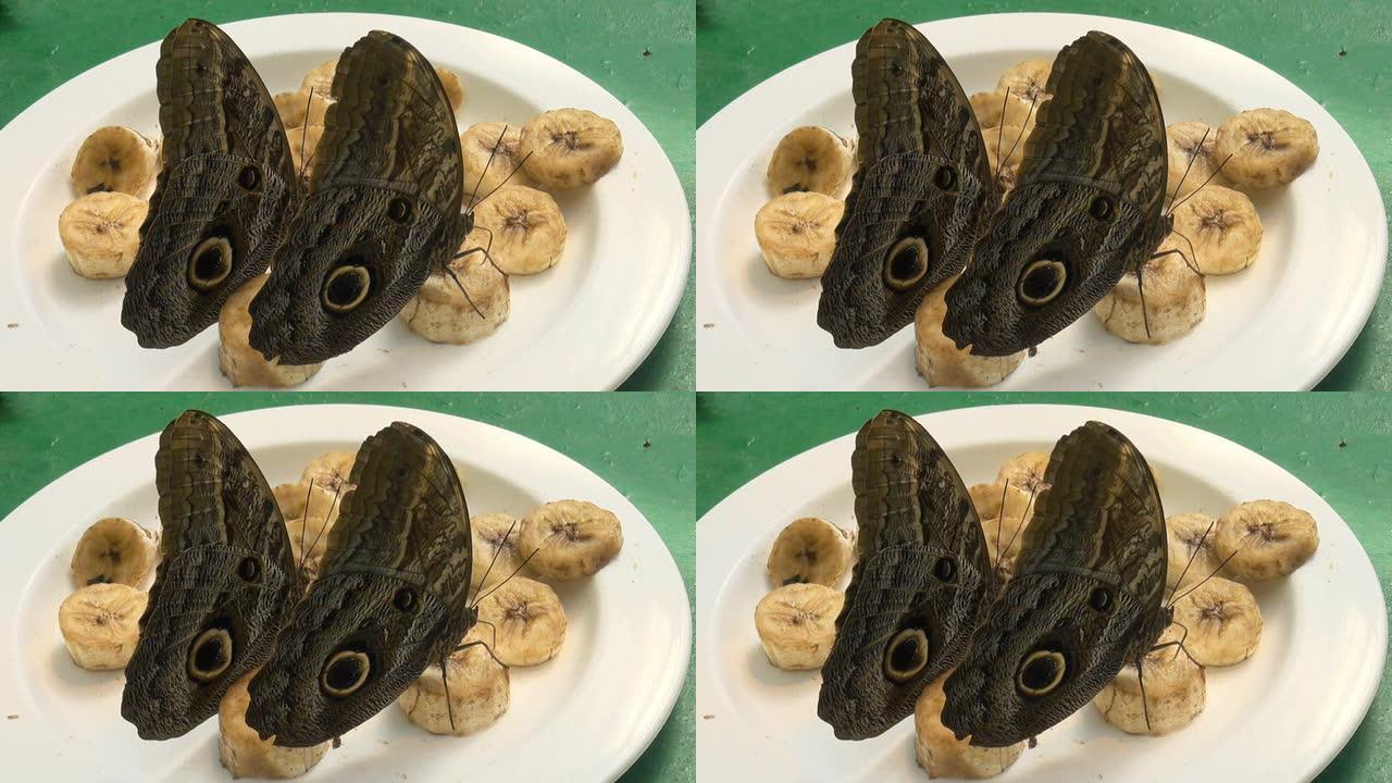 孔雀蝶吃香蕉孔雀蝶吃香蕉蝴蝶