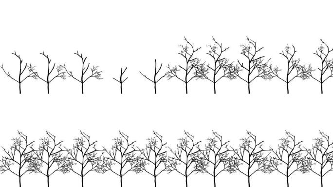 树木生长线