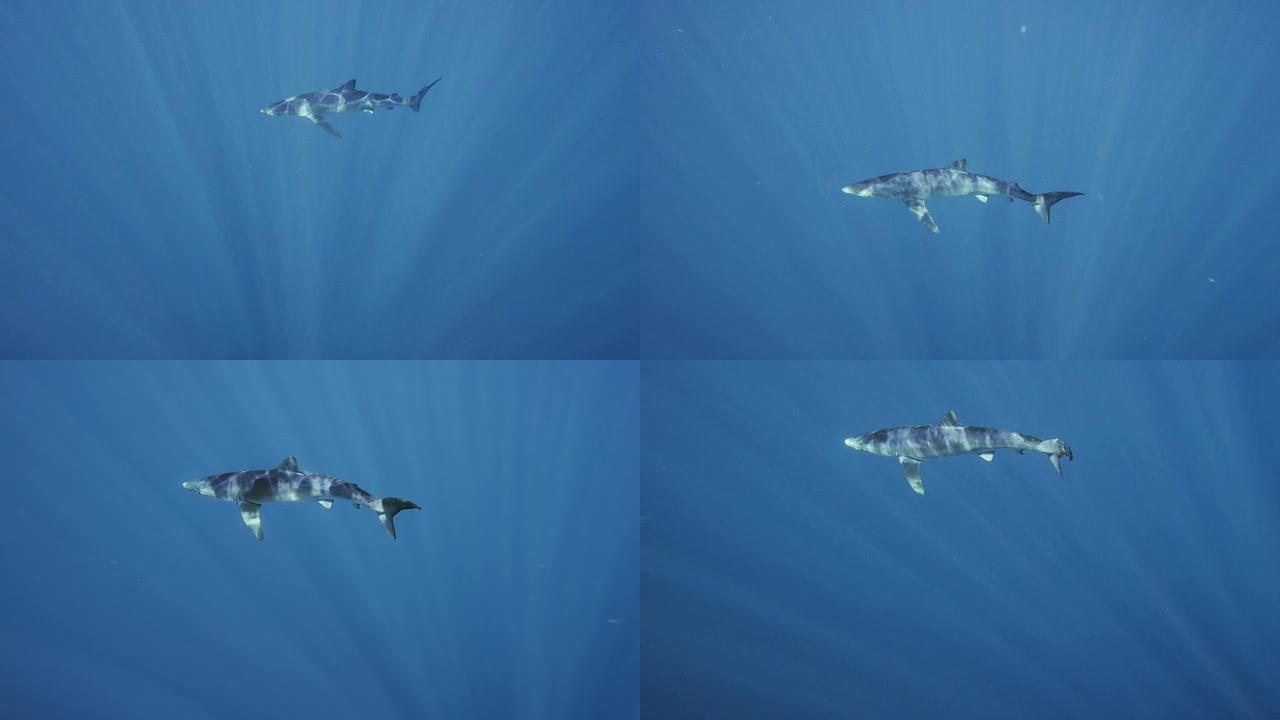 大鲨鱼在开阔的海洋中缓慢游动寻找猎物