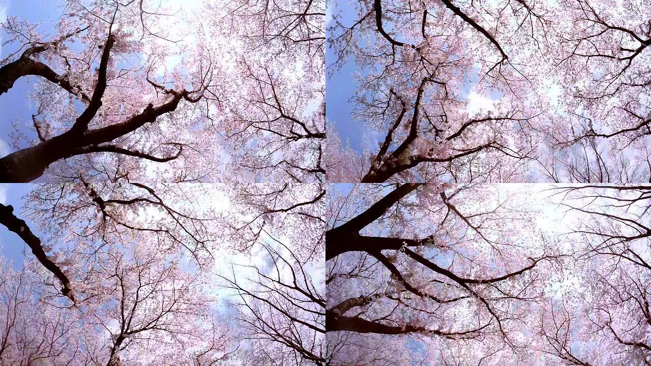 樱花-仰望天空