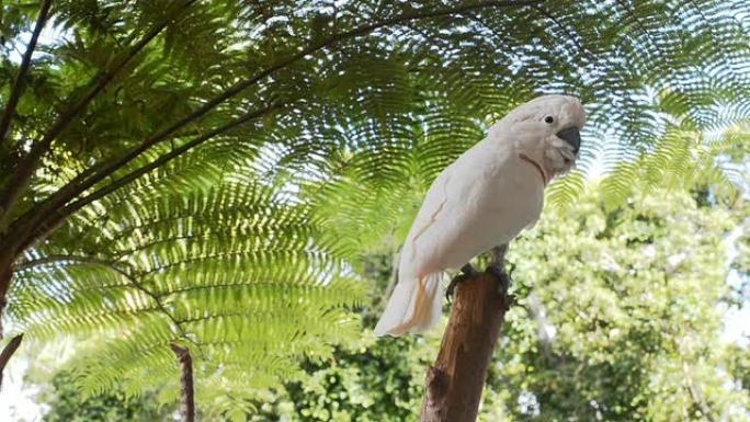 三文鱼冠凤头鹦鹉野生动物保护生物生态飞翔