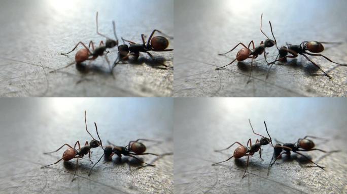 两只蚂蚁打架两只蚂蚁打架特写微观
