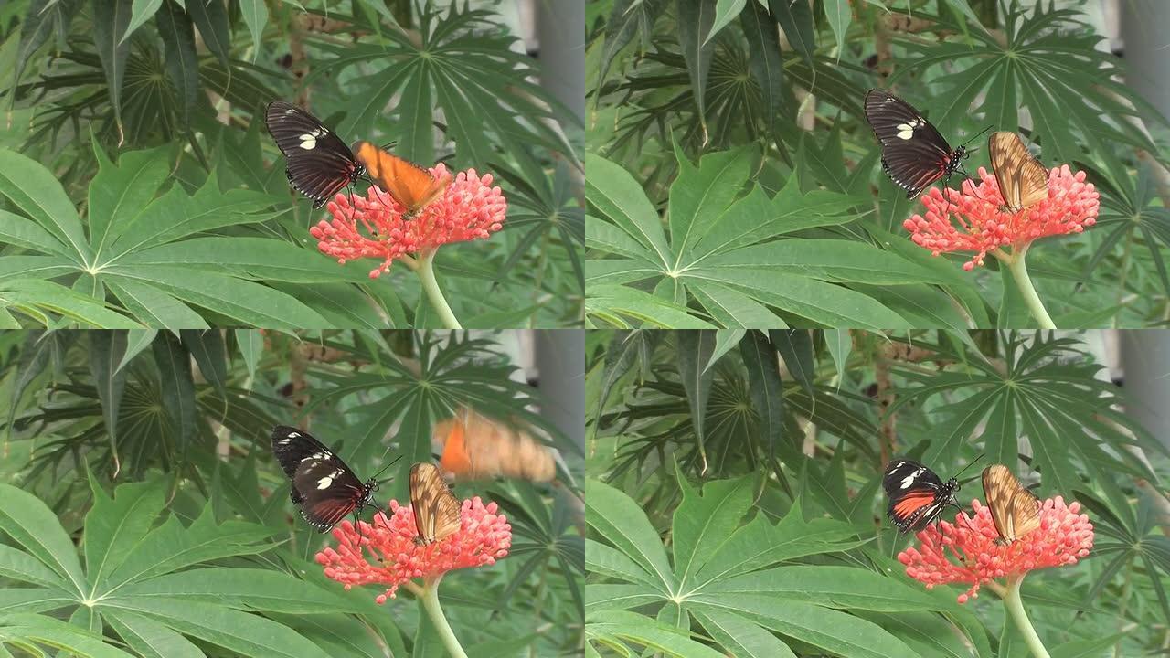 多只蝴蝶共享一朵花的特写（高清视频）