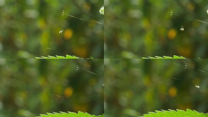工作喷丝机蜘蛛网