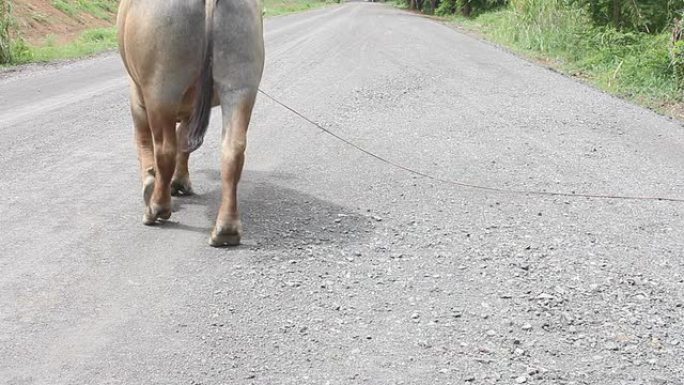 水牛被拴在路边。水牛被拴在路边
