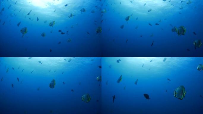 许多Platax teira (batfish) 海表面下游泳 (4K)