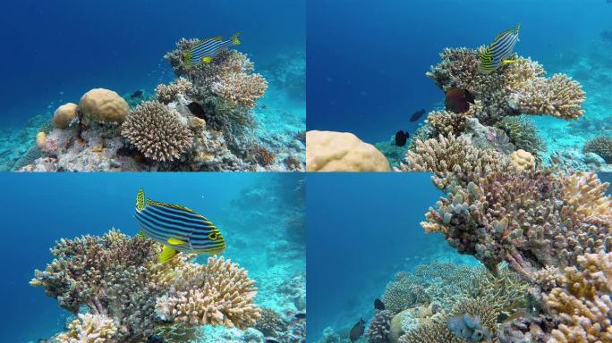 珊瑚礁上的印度洋东方甜心