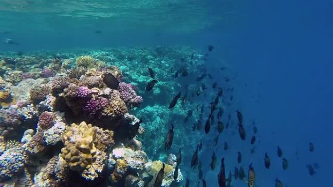 珊瑚礁上的帆鳍塘鱼群-红海
