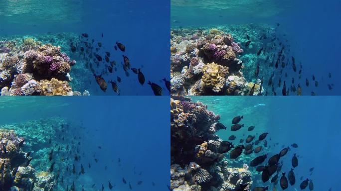 珊瑚礁上的帆鳍塘鱼群-红海