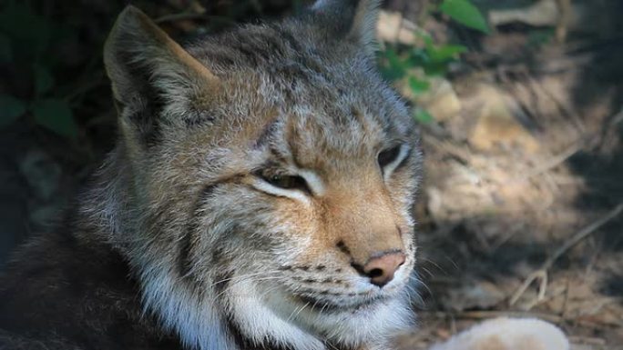 猞猁我在地上休息头部特写猫科动物