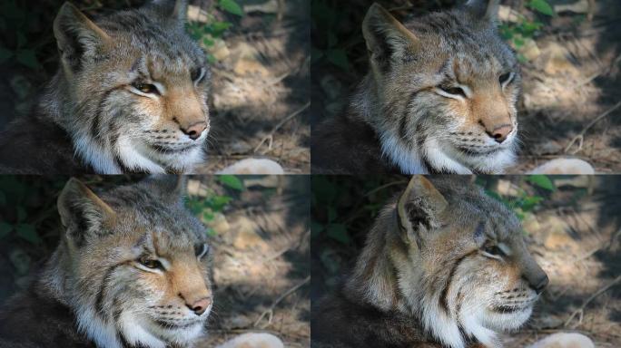 猞猁我在地上休息头部特写猫科动物