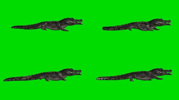 爬行鳄鱼绿色屏幕 (可循环)