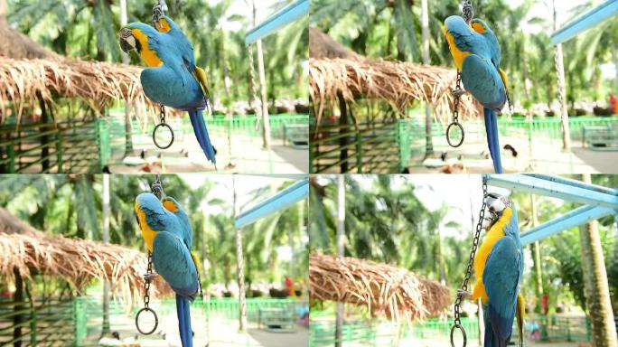 五颜六色的金刚鹦鹉