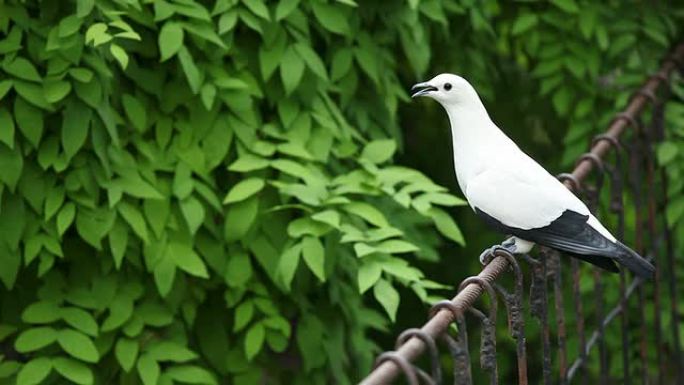 白鸟生物学生物研究大自然动物