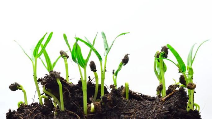 延时生长的绿豆万物生长生根发芽绿豆