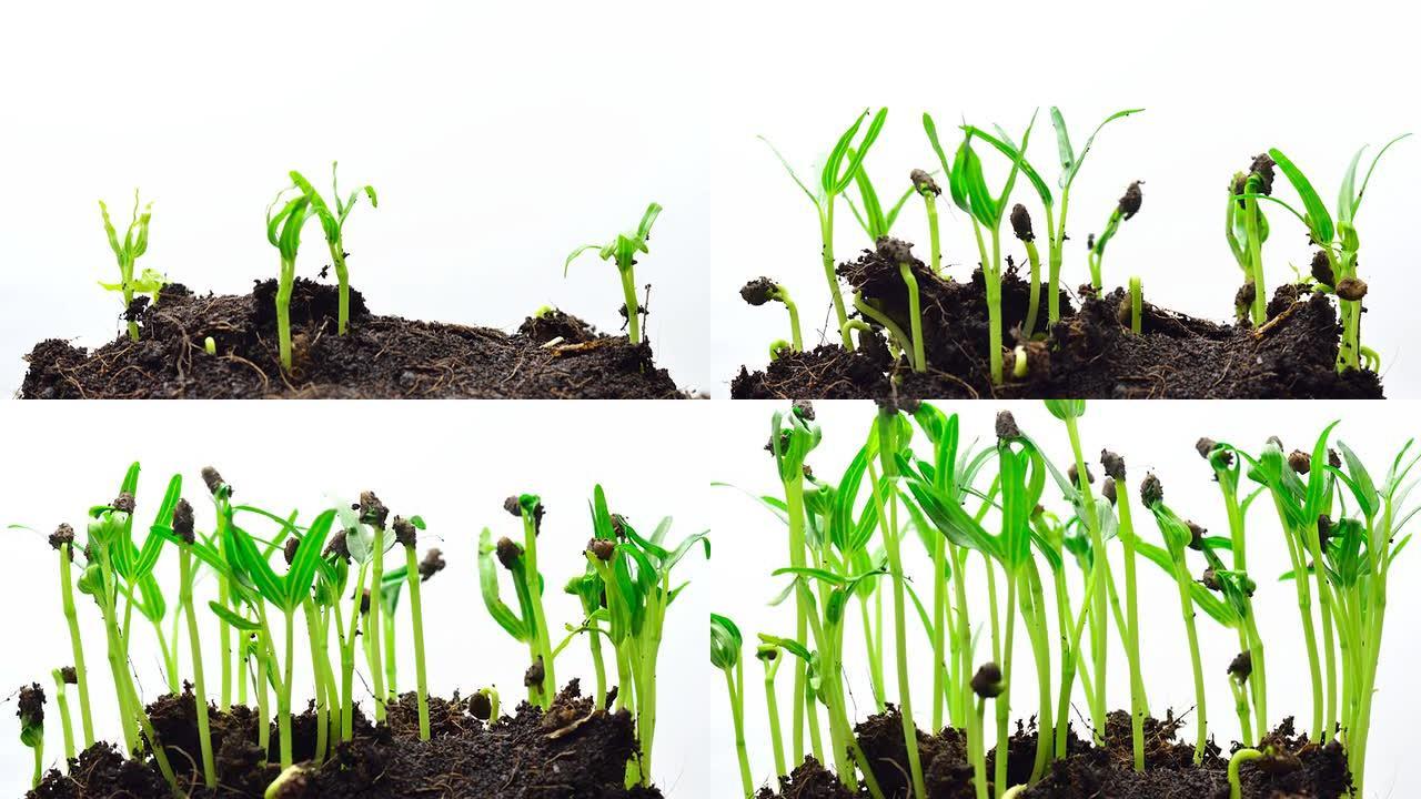 延时生长的绿豆万物生长生根发芽绿豆