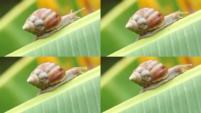 香蕉叶上的蜗牛香蕉叶上的蜗牛
