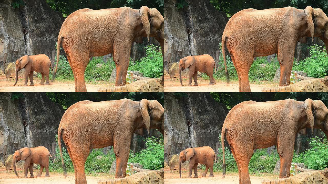 非洲象象