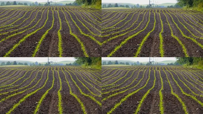 在耕地中种植玉米玉米幼苗芽