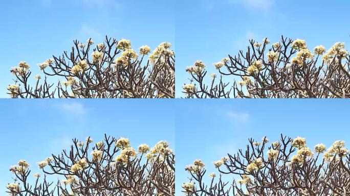 平移拍摄美丽的鸡蛋花树与蓝天