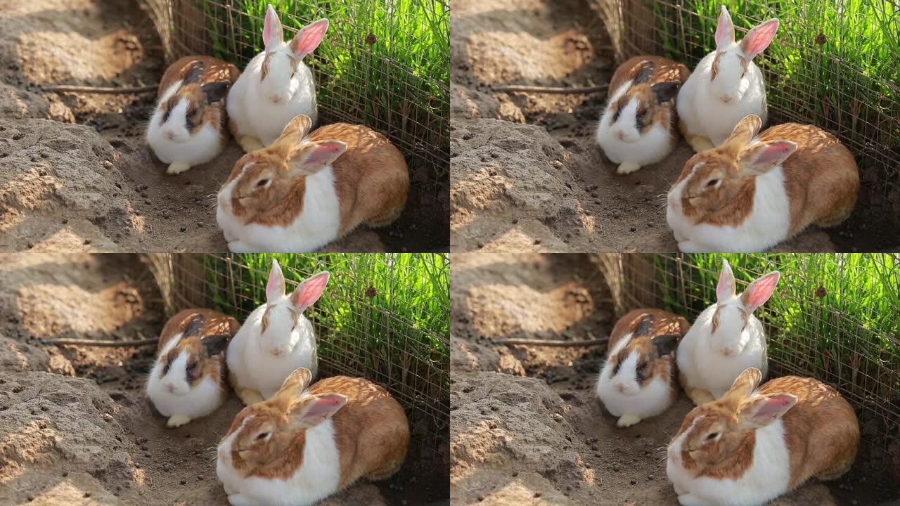 兔子躺在农场的地板上