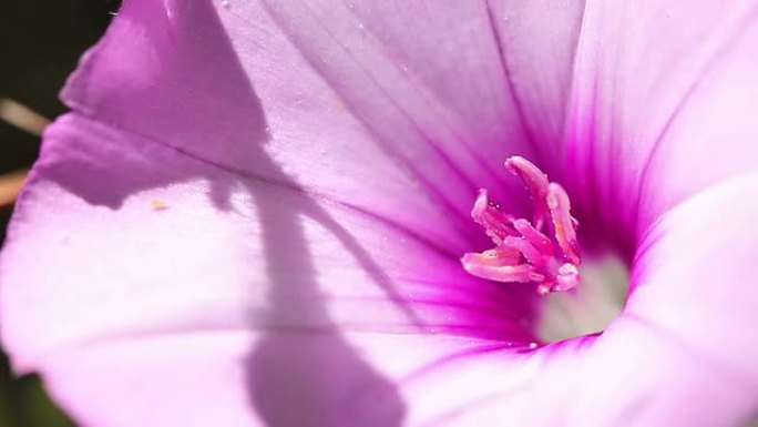 牵牛花宏植物学花蕾