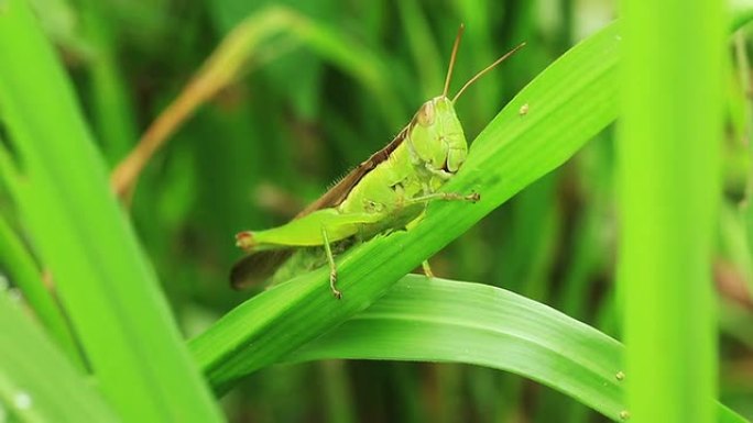 草蜢食叶蝗虫