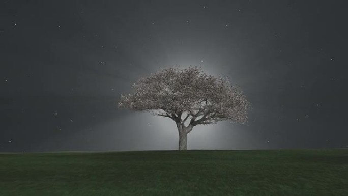 夜晚的光树孤独的树一棵树寂静